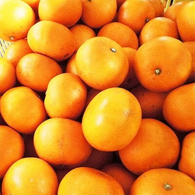 【ふるさと納税】愛媛の高級柑橘の代名詞!「せとか」約3.5kg