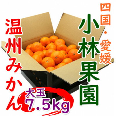 小林果園の温州みかん 約7.5kg 大玉サイズ[C24-33]