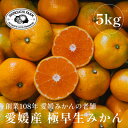【ふるさと納税】創業百八年 愛媛みかんの老舗【極早生みかん5kg】愛媛県川上産【新口農園】【C70-34】【1536337】