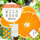 【ふるさと納税】【2025年11月より順次発送】まどんな (愛媛果試28号) 贈答箱入り のし付き【D25-170】【1536523】