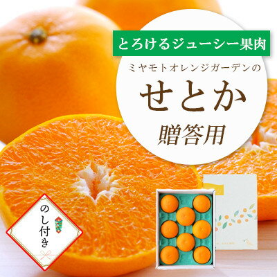 【ふるさと納税】【2026年2月以降発送】とろける濃厚柑橘 せとか のし付き ギフトボックス入り【D25-168】【1536588】
