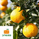 【ふるさと納税】コウ果樹園「しらぬい」たっぷり5kg【C33-23】_ みかん ミカン 蜜柑 フルーツ 果物 くだもの 人気 美味しい 愛媛県 八幡浜市 柑橘類...