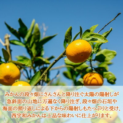 【ふるさと納税】JAにしうわの季節の柑橘(八幡浜共選「濱ノ姫」約5kg)【D08-41】【1443319】