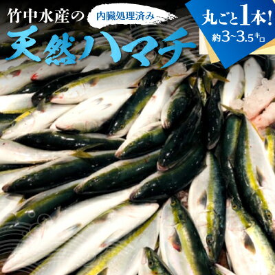 【ふるさと納税】竹中水産の「天然ハマチ」丸ごと1本!(約3キロ〜3.5キロサイズ)内臓処理済み【F22-257】_ 刺身 ハマチ はまち 送料無料 【配送不可地...