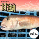 【ふるさと納税】竹中水産の「甘鯛」(赤又は白)約1キロ【D22-260】_ 鯛 たい タイ 甘鯛 魚介 海鮮 国産 産地直送 冷蔵 白身 グジ グルメ おすすめ...