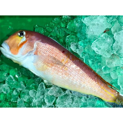 【ふるさと納税】 甘鯛 ( 赤 又は 白 ) 約 1kg 刺身 竹中水産 アマダイ 鯛 タイ たい ギフト プレゼント 贈り物 送料無料 【D22-260】【配送不可地域：離島・北海道・沖縄県】【1075512】