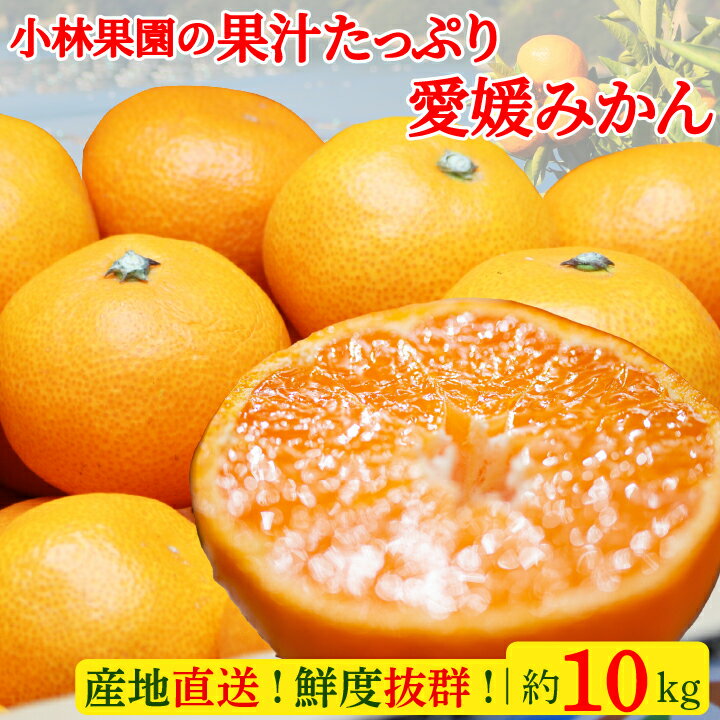 【ふるさと納税】小林果園の果汁たっぷり愛媛みかん(約10kg