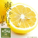 【ふるさと納税】口いっぱいに広がる爽やかな甘み!「はるか」約5kg入【C28-20】【配送不可地域:離島】【1046133】