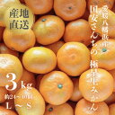 【ふるさと納税】【創業85年 親子4代 愛媛みかん 一筋】愛媛八幡浜産 極早生みかん 3kg【C20-42】【1594905】