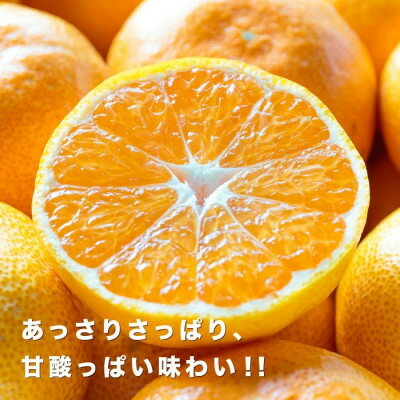 【ふるさと納税】【創業85年 親子4代 愛媛みかん 一筋】愛媛八幡浜産 極早生みかん 5kg【C20-43】【1594908】