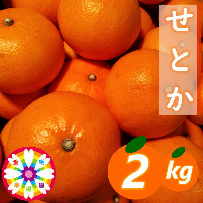 【ふるさと納税】愛咲果樹園「せとか」約2kg【C71-22】【1598822】