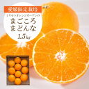 【ふるさと納税】【2025年11月より順次発送】紅まどんなと同品種 愛媛果試28号 1.5kg【C25-178】【1606293】