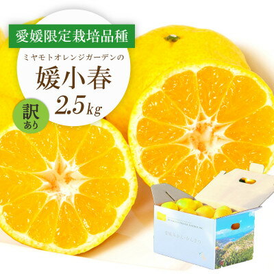 【ふるさと納税】【2026年1月より順次発送】希少柑橘 媛小春(ひめこはる) 2.5kg【訳あり】【D25-183】【1608026】 【ふるさと納税】【2026年1月より順次発送】希少柑橘 媛小春(ひめこはる) 2.5kg【訳あり】【D25-183】【1608026】