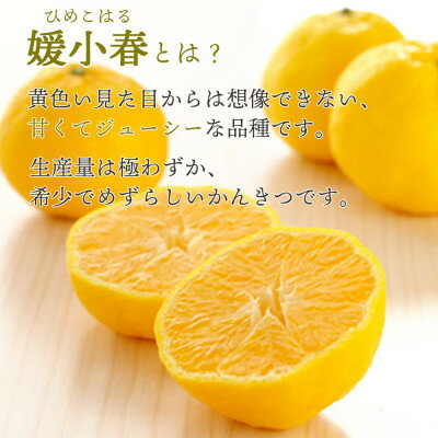 【ふるさと納税】【2026年1月より順次発送】希少柑橘 媛小春(ひめこはる) 2.5kg【訳あり】【D25-183】【1608026】