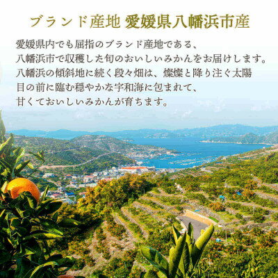 【ふるさと納税】【2026年発送】愛媛から「いい予感」♪ジューシー果肉 いよかん7kg【訳あり】【C25-186】【1608865】