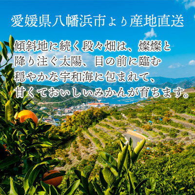 【ふるさと納税】【2026年2月以降発送】すっきり甘い!愛媛県八幡浜市産はるか 3kg【C25-204】【1612464】