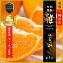 【ふるさと納税】極撰柑橘【雅プレミアム】糖度保証・光センサー合格品「 せとか 」約2キロ【D39-62】【配送不可地域:離島】【1614238】
