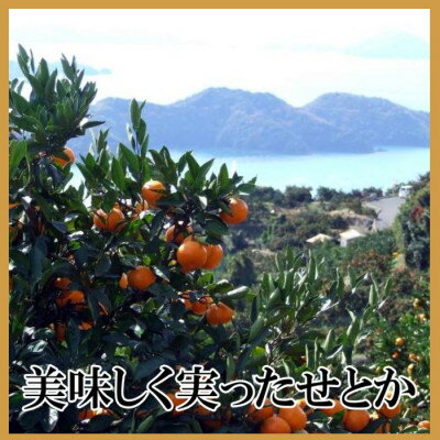 【ふるさと納税】極撰柑橘【雅】光センサー合格品・柑橘の大トロ「 せとか 」約3キロ【D39-71】【配送不可地域：離島】【1620367】