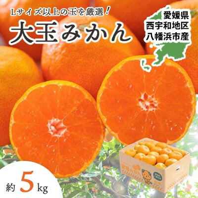 [2025年11月より順次発送]大玉サイズのみ厳選!愛媛みかん5kg[訳あり][A25-219]