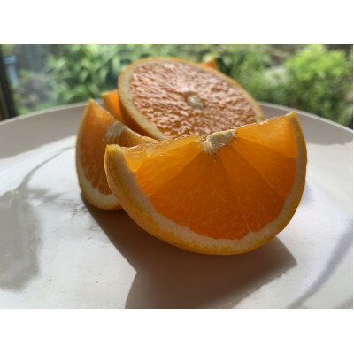 【ふるさと納税】ともんちのみかん清見ジュース 720ml×6本【G91-2】【1639444】