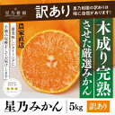 【ふるさと納税】【訳あり】星乃みかん園の星乃みかん(5kg)【A45-98】【1650693】