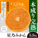 【ふるさと納税】【三つ星ブランド】星乃みかん(5.5kg)【C45-99】【1652556】