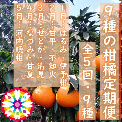 【ふるさと納税】【発送月固定定期便】愛咲果樹園「9種の柑橘定期便」(1月〜5月)【H71-32】全5回【4069714】