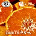 【ふるさと納税】愛媛みかんの老舗厳選【愛媛県川上産 みかん】3kg/5kg/6kg/10kg/20kg 新口農園_ みかん ミカン 蜜柑 愛媛みかん 愛媛 えひ...