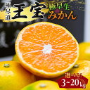 【ふるさと納税】【愛媛名産】極早生みかん 3kg/5kg/10kg/20kg_ みかん ミカン 極早生 極早生みかん 玉宝 極尽道 愛媛のみかん S M L 小...