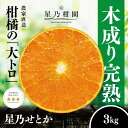 【ふるさと納税】【三つ星ブランド】星乃せとか(3kg)【D45-93】【1625776】