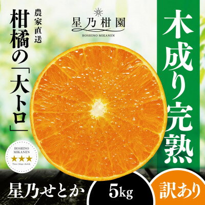 【ふるさと納税】【訳あり】星乃せとか 柑橘の大トロ(5kg)【C45-97】【1650682】