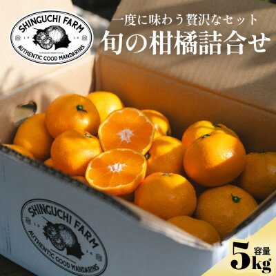 【ふるさと納税】【愛媛 旬のプレミアム柑橘】極上食べ比べセット 5kg【E70-128】【1684311】