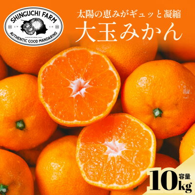 [大玉サイズ限定]五代目が厳選した愛媛みかん 10kg[C70-137]