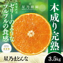 【ふるさと納税】星乃みかん園の 星乃まどんな (3.5kg)【D45-63】_ ミカン 蜜柑 みかん マドンナ 紅まどんな同品種 フルーツ 果物 くだもの 柑橘...