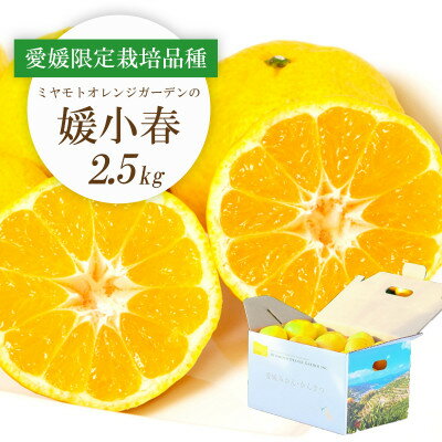 見た目からは想像できない濃厚な甘さ!希少柑橘 媛小春(ひめこはる) 2.5kg【C25-144】【1378626】