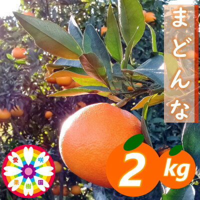 【ふるさと納税】愛咲果樹園「 まどんな 」約2kg 【C71