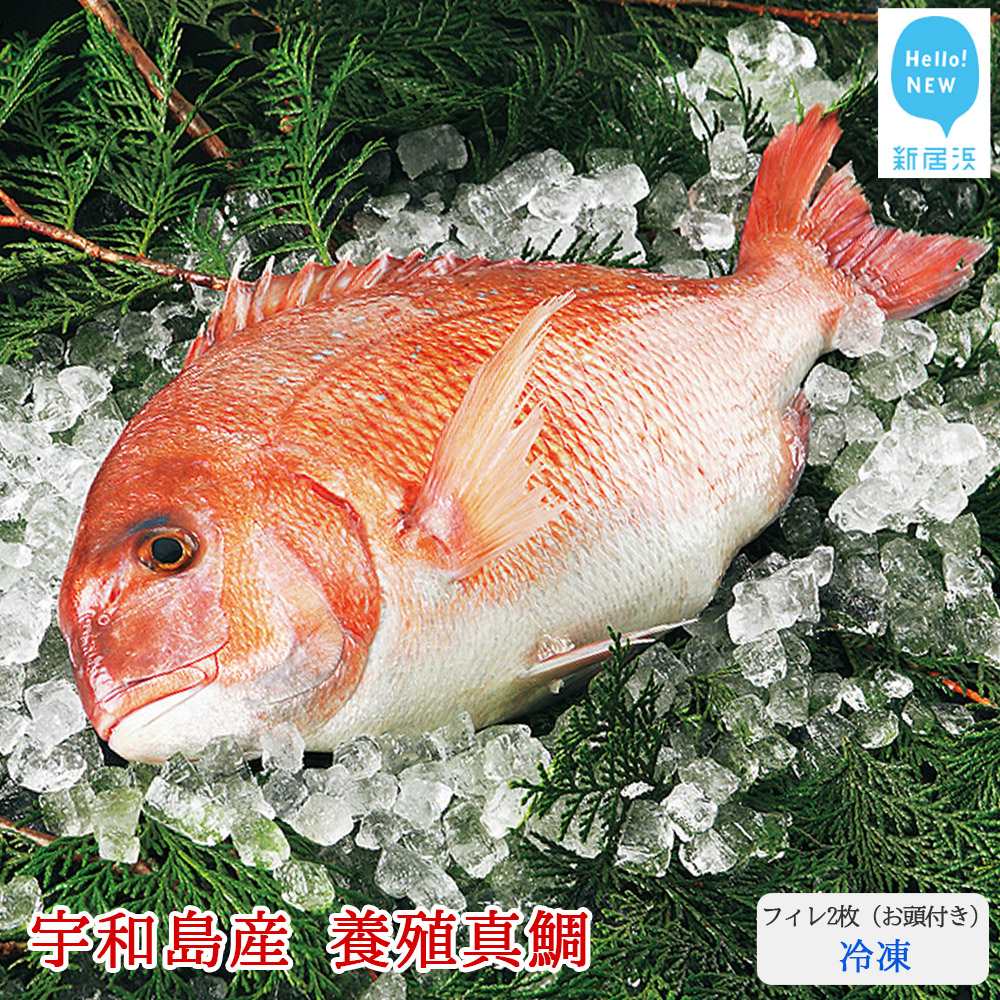愛媛県産養殖真鯛フィレ2枚(お頭付き・冷凍)お刺身で!焼いて!煮て食べ鯛! 新鮮・安心