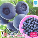【ふるさと納税】【定期便】 ブルーベリー三昧 Aセット(約8kg/4回発送) 完熟生ブルーベリー(8月中旬以降は冷凍ブルーベリー) エコえひめ認証