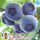 【ふるさと納税】【先行予約】【期間限定】 旬にお届け 完熟生ブルーベリー 1300g 完熟手作りブルーベリージャム 4瓶 セット メルファーふたがみ エコえひめ...