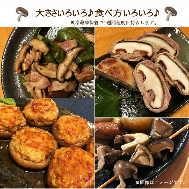 【ふるさと納税】【訳あり】 菌床 生しいたけ ふぞろいのしいたけ達 1kg 愛媛 新居浜産 大きさ 形状 無選別 クール便 ご家庭用