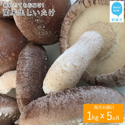 ☆採れたて新鮮定期便(1kg×5ヵ月)☆ 厳選！！新居浜産菌床生しいたけ 1kgを毎月お届け！！(合計5回)