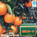 【ふるさと納税】完熟ぽんかん 約9kg 家庭用 (宇和島産) 【期間限定:1月31日まで】【発送期間限定:1月下旬〜2月】