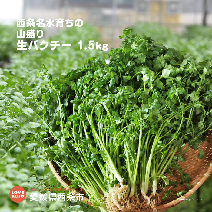 【ふるさと納税】＜西条名水育ちの山盛り生パクチー 1.5kg＞ ※翌月末迄に順次出荷します。 コリアンダー シャンツァイ 香菜 香草 香味野菜 サラダ 炒め物 鍋 薬味 スープ デトックス エスニック タイ料理 愛媛県 西条市 【冷蔵】