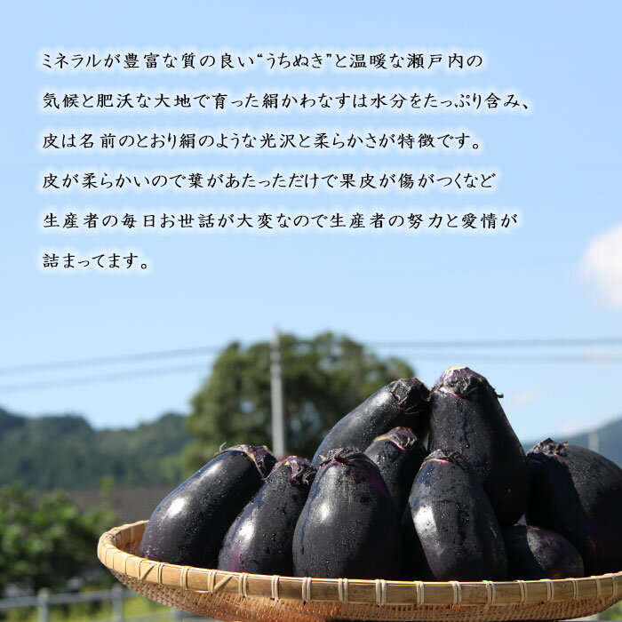 【ふるさと納税】予約受付＜名水育ち 西条市特産 絹かわなす 約5kg（14個セット）＞※2026年7月中旬～9月末迄に順次出荷します。茄子 ナス なすび きぬかわなす 野菜 新鮮 旬 期間限定 数量限定 産地直送 特産品 愛媛県 西条市【常温】