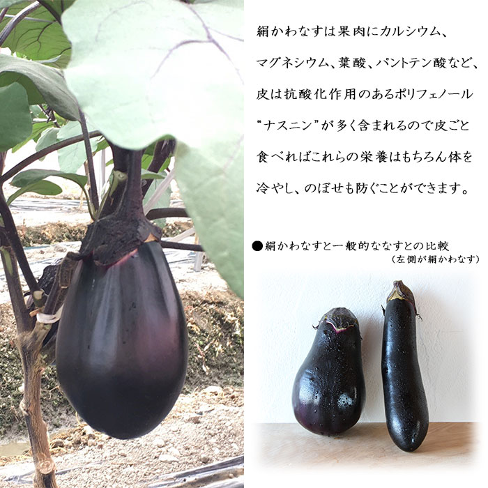 【ふるさと納税】予約受付＜名水育ち 西条市特産 絹かわなす 約5kg（14個セット）...