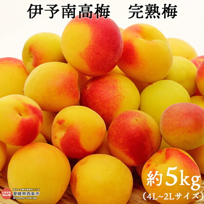 予約受付＜伊予南高梅 樹成り完熟梅 約5kg（2L～4L）＞ ※2024年6月下旬～7月上旬迄に順次出荷します。 ウメ うめ 完熟 自家栽培 梅ジュース 梅シロップ 梅干し 梅酒 生梅 梅の実 期間限定 佐伯食品 愛媛県 西条市 【冷蔵】