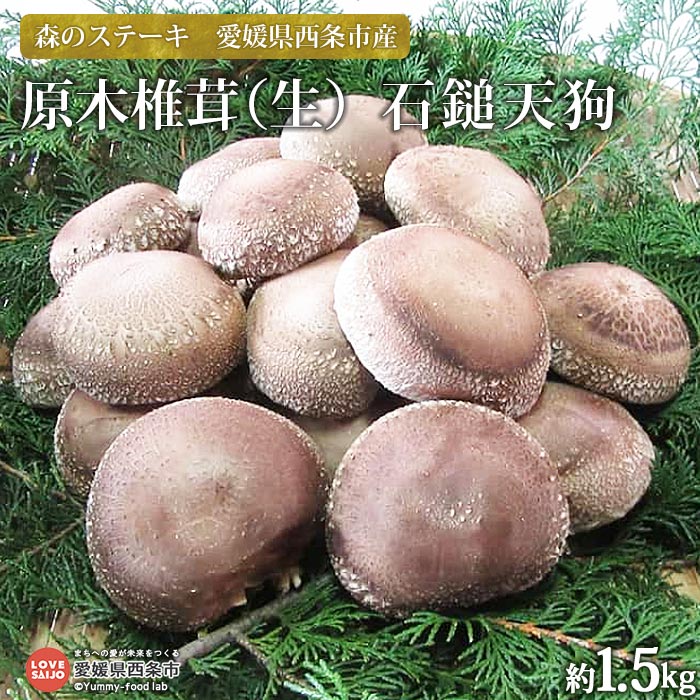 【ふるさと納税】＜森のステーキ 愛媛県西条市産 原木椎茸 生 【石鎚天狗】 約1.5kg ＞ 2024年11月上旬～2025年1月末迄に順次出荷 しいたけ シイタケ どんこ キノコ きのこ 国産 SGK組合 たの…