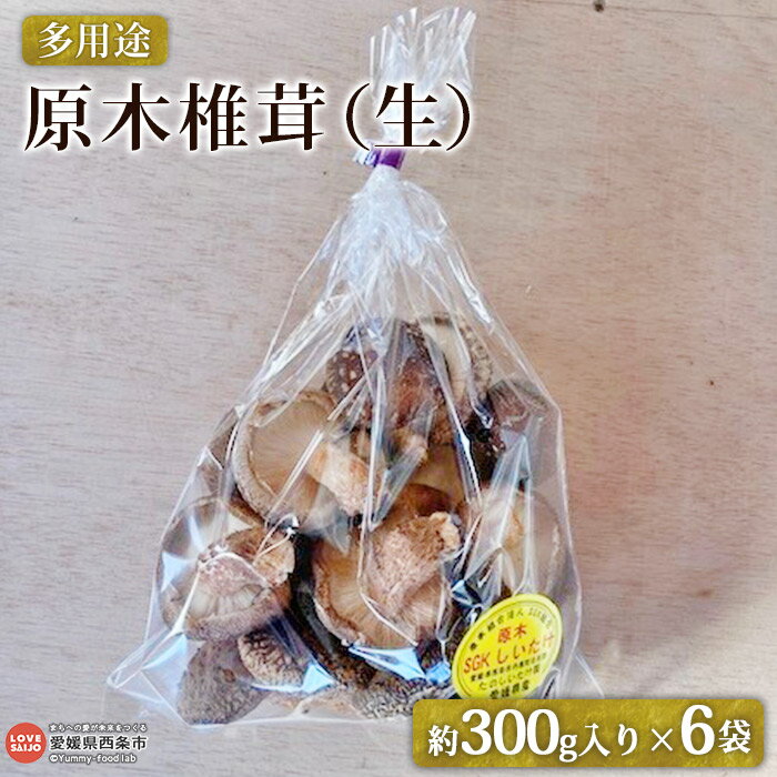 [多用途 原木椎茸(生)300g入り×6袋] ※2024年11月上旬〜2025年1月末迄に順次出荷 しいたけ シイタケ どんこ キノコ きのこ 国産 野菜 料理 佃煮 鍋 天ぷら 煮付け おつまみ セット 小分け 詰め合せ SGK組合 たのしいたけ園 愛媛県 西条市 [冷蔵]