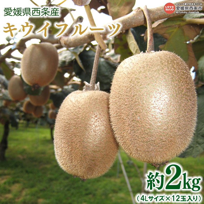 【ふるさと納税】予約受付<愛媛県西条産 キウイフルーツ 約2kg(4Lサイズ×12玉入り)>※2026年4月中旬迄に順次出荷します。 フルーツ 果物 くだもの ...