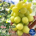 【ふるさと納税】<ご家庭用 朝採り当日発送 樹上完熟シャインマスカット 約2kg(3〜4房入り)> ※2025年9月中旬から10月初旬迄に順次出荷します。 ブド...